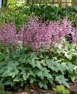 'Pink Fizz' heucherella