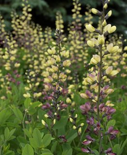 Pink Lemonade Baptisia, Pink And Yellow Flowers, Baptisia Hybrid
Proven Winners
Sycamore, IL