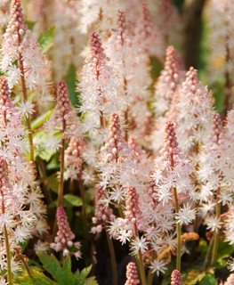 Pink Skyrocket Tiarella, Foamflower, Tiarella Hybrid
Shutterstock.com
New York, NY