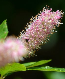 Pink Spires Summersweet, Pink Spires Clethra
Flickr
