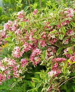 Pink Weigela, Variegated Weigela
Garden Design
Calimesa, CA