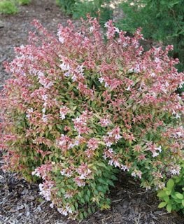 Poco Loco Abelia, Abelia X Grandiflora
Proven Winners
Sycamore, IL
