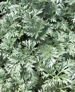 Powis Castle Artemisia, Artemisia Hybrid
Shutterstock.com
New York, NY