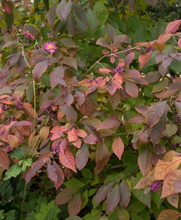 Profusion Beautyberry, Callicarpa Bodinieri
Shutterstock.com
New York, NY