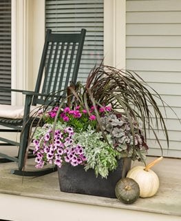 Purple Fall Pot, Fall Flower Pot
Proven Winners
Sycamore, IL