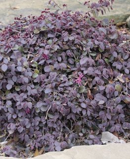 Purple Pixie Loropetalum, Loropetalum Chinense, Purple Foliage
Millette Photomedia