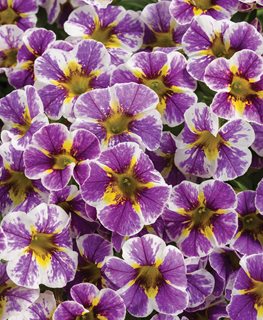 Purple Yellow Flower, Superbells Holy Smokes
Proven Winners
Sycamore, IL