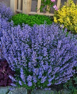 Purrsian Blue Catmint, Nepeta Faassenii
Walters Gardens