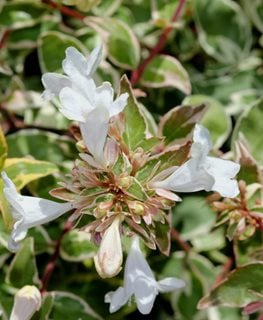 Radiance Abelia, White Flowering Shrub
Shutterstock.com
New York, NY