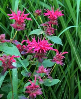 Raspberry Wine Bee Balm, Monarda Didyma
Millette Photomedia