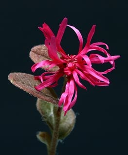 Razzleberri Fringe Flower, Monraz Fringe Flower, Loropetalum Chinense
Shutterstock.com
New York, NY