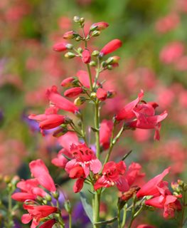 Red Riding Hood Plant, Penstemon Schmidel
Shutterstock.com
New York, NY
