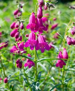 Penstemon How To Grow And Care For Beardtongue Plants Garden Design