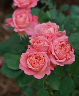 Reminiscent Coral Rose, Rose Hybrid
Proven Winners
Sycamore, IL