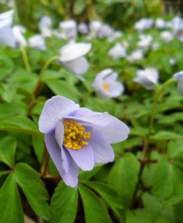 Robinsoniana Anemone, Anemone Nemorosa, Lavender Flower
Shutterstock.com
New York, NY