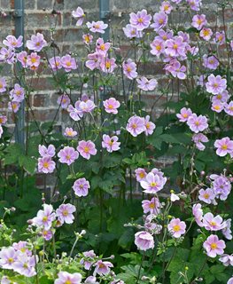 Robustissima Anemone, Light Pink Flowers, Anemone Hybrid
Shutterstock.com
New York, NY