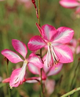Rosy Jane Gaura, Gaura Lindheimeri
Shutterstock.com
New York, NY