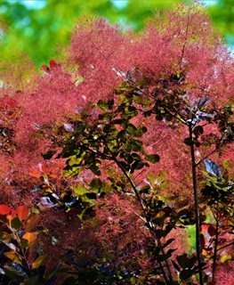 Royal Purple Smoke Bush, Smoke Tree
Shutterstock.com
New York, NY