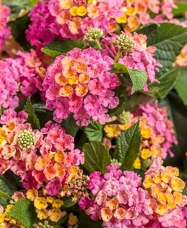 Royale Cosmo Lantana, Pink And Yellow Lantana
Proven Winners
Sycamore, IL