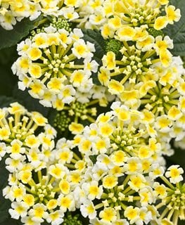 Royale Pina Colada Lantana, Yellow And White Lantana
Proven Winners
Sycamore, IL