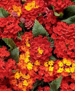 Royale Red Zone Lantana, Red And Yellow Lantana
Proven Winners
Sycamore, IL