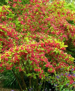 Rubidor Weigela, Chartreuse Foliage
Garden Design
Calimesa, CA