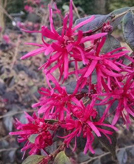 Ruby Fringe Flower, Loropetalum, Red Flower
Shutterstock.com
New York, NY