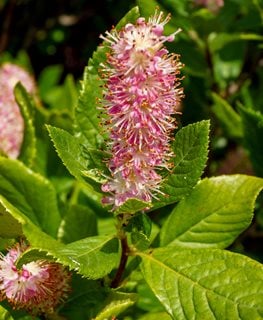 Ruby Spice Clethra, Ruby Spice Summersweet
Shutterstock.com
New York, NY