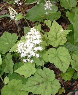 Running Tapestry Tiarella, Foamflower, Tiarella Cordifolia
Millette Photomedia