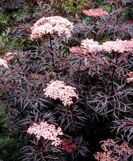 elderberry proven winners leaves pink flowers shrubs growing sambucus plants garden
