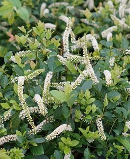 Scentlandia Itea, Itea Flowers
Proven Winners
Sycamore, IL