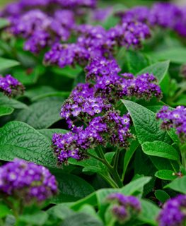 Scentropia Dark Blue Heliotrope