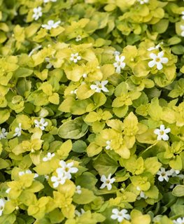 Scopia Golden Leaves White Bacopa, Gold Leaves, Sutera Cordata
Millette Photomedia
