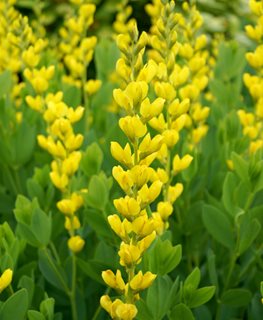 Screamin Yellow Baptisia, Baptisia Sphaerocarpa, False Indigo
Shutterstock.com
New York, NY