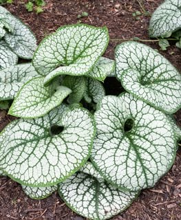 Sea Heart Brunnera, Brunnera Macrophylla
Shutterstock.com
New York, NY