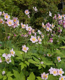September Charm Anemone
Shutterstock.com
New York, NY