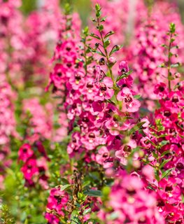 Serenita Pink Angelonia, Pink Flowers, Angelonia Angustifolia
Shutterstock.com
New York, NY