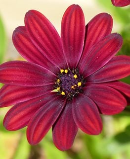 Serenity Red African Daisy, Red Flower, Osteospermum Ecklonis
Flickr
