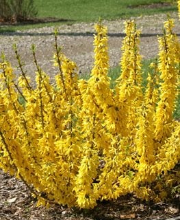 Show Off Sugar Baby Forsythia, Dwarf Flowering Shrub, Yellow Flowers
Proven Winners
Sycamore, IL