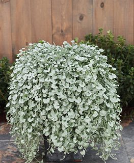 Silver Falls Dichondra, Dochondra Argentea
Proven Winners
Sycamore, IL