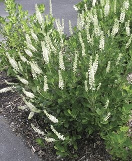 Sixteen Candles Clethra, Clethra Alnifolia
Millette Photomedia