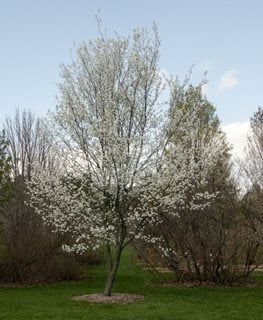Snowcloud Amelanchier, Amelanchier Laevis
Millette Photomedia