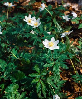 Snowdrop Anemone, White Flower, Anemone Sylvestris
Shutterstock.com
New York, NY
