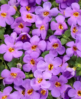 Snowstorm Blue Bacopa, Purple Flowers, Sutera Cordata
Proven Winners
Sycamore, IL