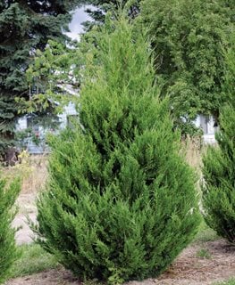 Spartan Chinese Juniper, Juniperus Chinensis, Evergreen
Millette Photomedia