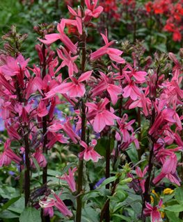 Starship Deep Rose Lobelia, Lobelia Speciosa, Pink Flower
Walters Gardens