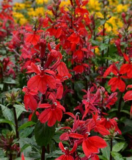 Starship Scarlet Lobelia, Lobelia Speciosa, Scarlet Red Flowers
Walters Gardens
