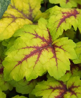 'Stoplight' heucherella