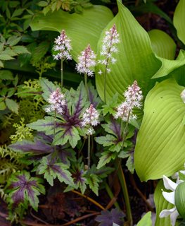 Sugar And Spice Tiarella, Foamflower, Tiarella Hybrid
Shutterstock.com
New York, NY