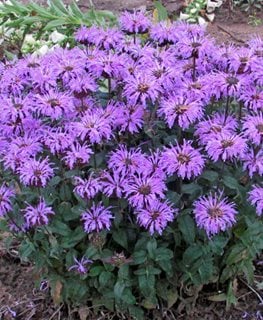Sugar Buzz Blue Moon Bee Balm, Monarda Didyma, Purple Flowers
Walters Gardens